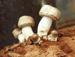  - agaricus